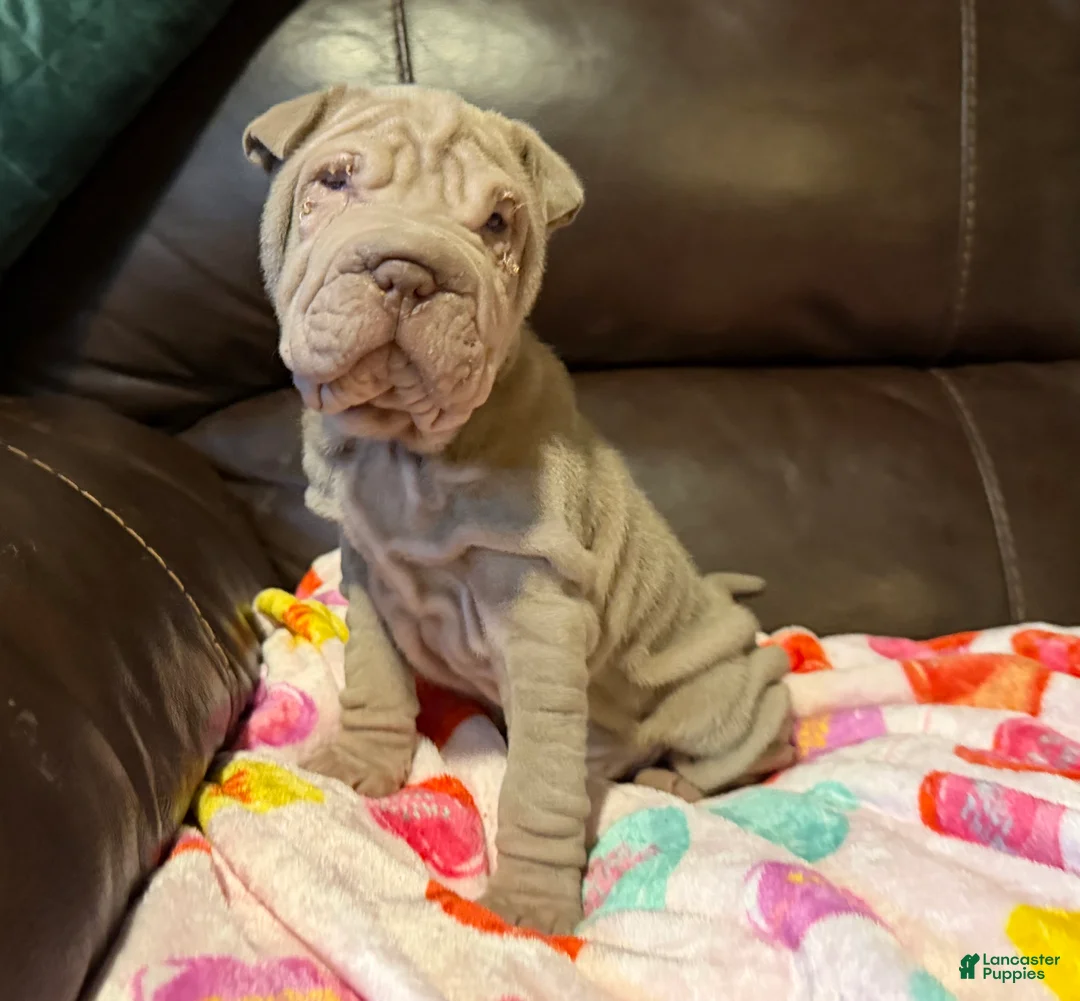 Shar Pei dogs for sale: Romeo - Ad 2