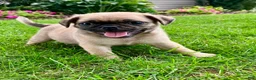 Pug dogs for sale: Joe - Ad 3