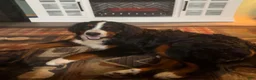 Bernese Mountain Dog dogs for sale: Bernese Mountain Dog 10 - Ad 3