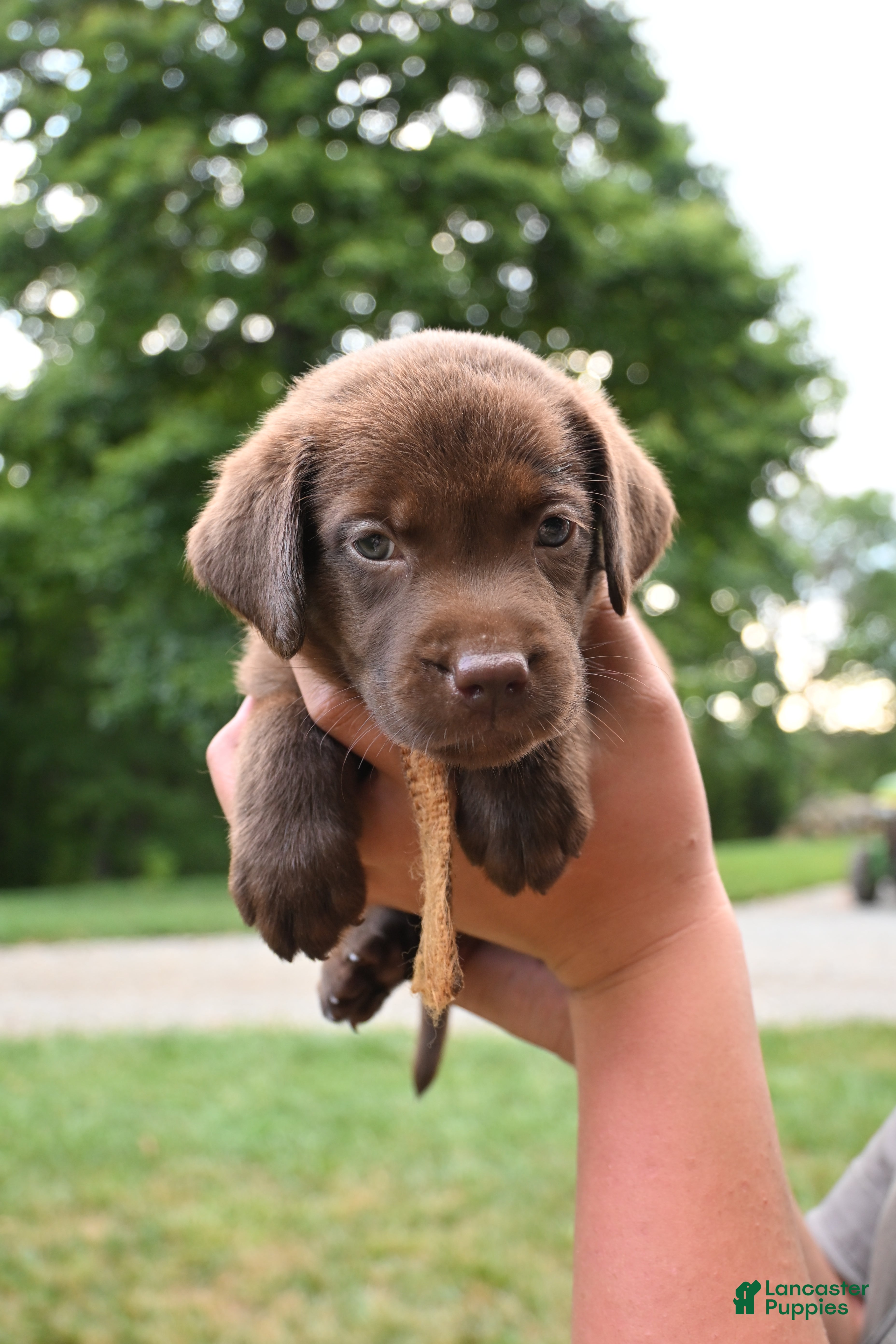 Labrador Retriever dogs Yellow Collar (Chocolate) - Ad 1