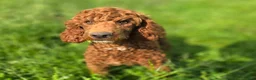 Miniature Poodle dogs for sale: Spankie - Ad 5