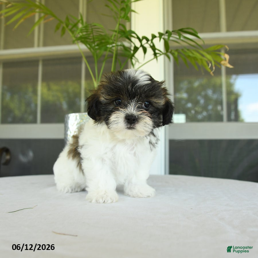 Teddy Bear dogs Karin - Ad 2