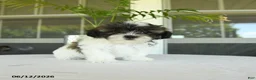 Teddy Bear dogs for sale: Karin - Ad 2