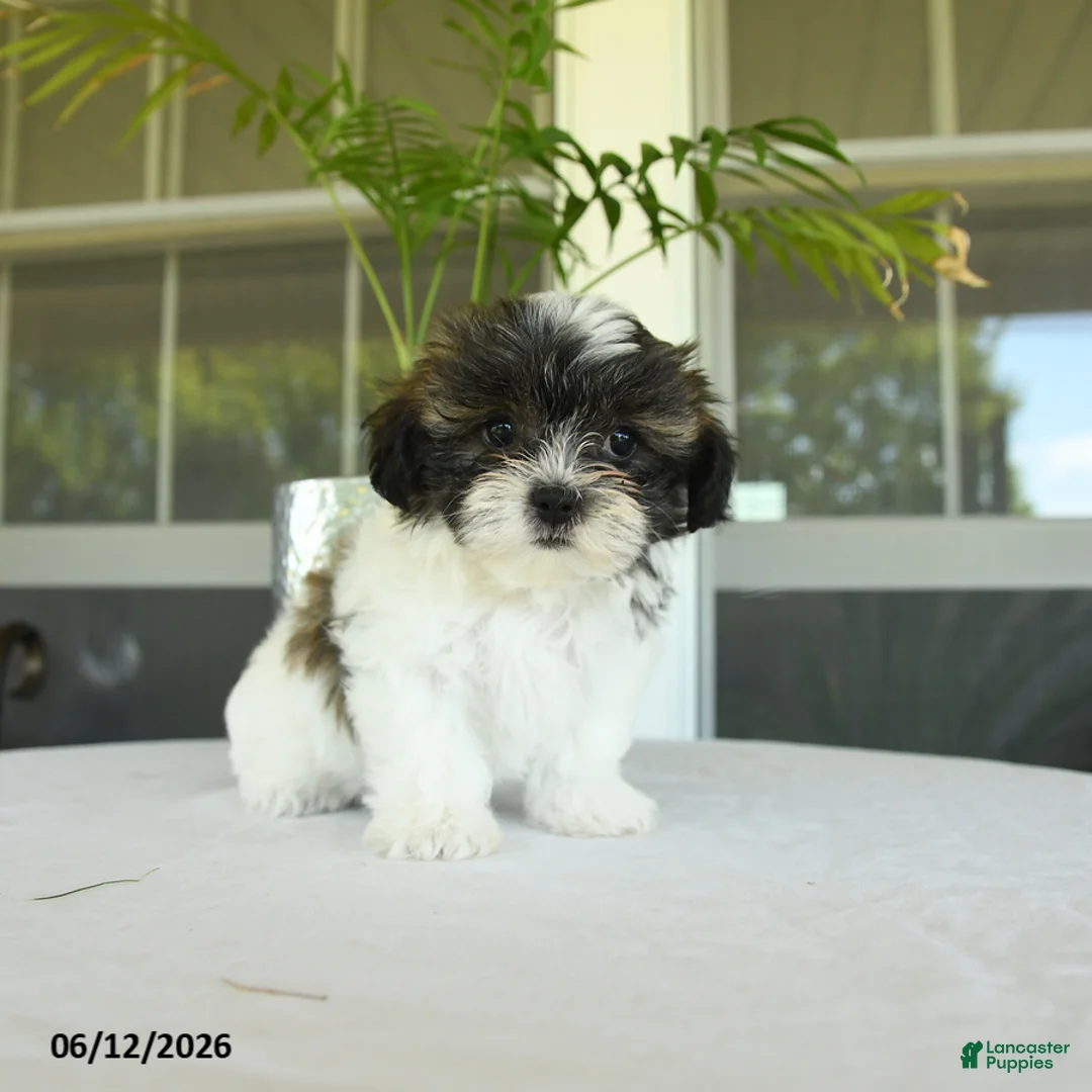 Teddy Bear dogs for sale: Karin - Ad 2