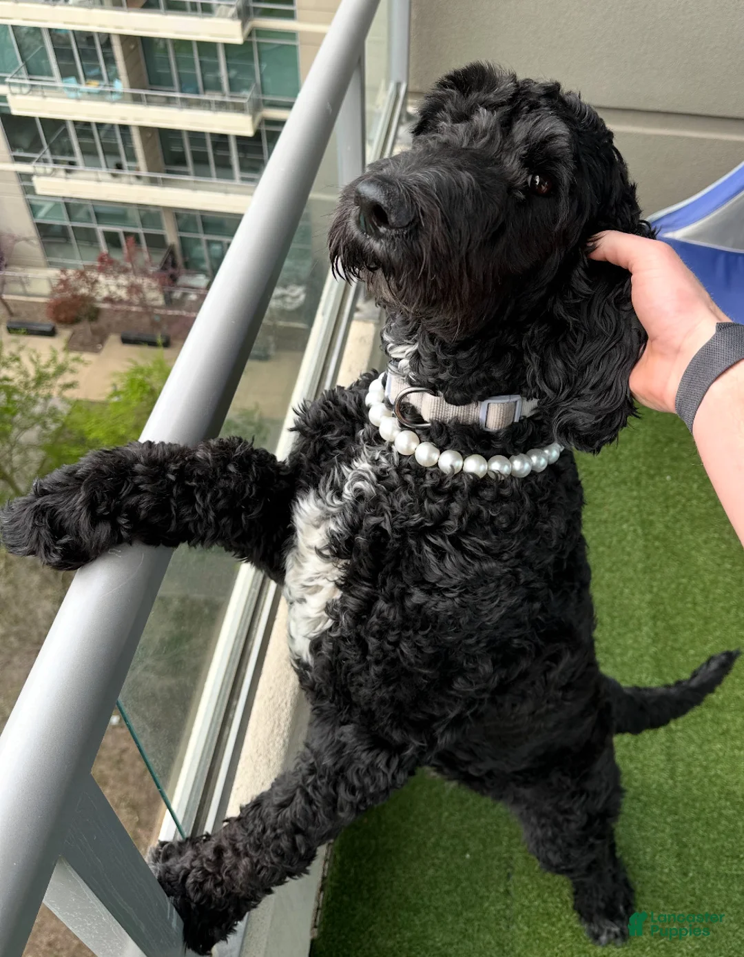 Labradoodle dogs for sale: Chocolate - Ad 10