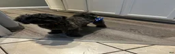 Shihpoo dogs for sale: Shihpoo 1 - "Puma" - Ad 7