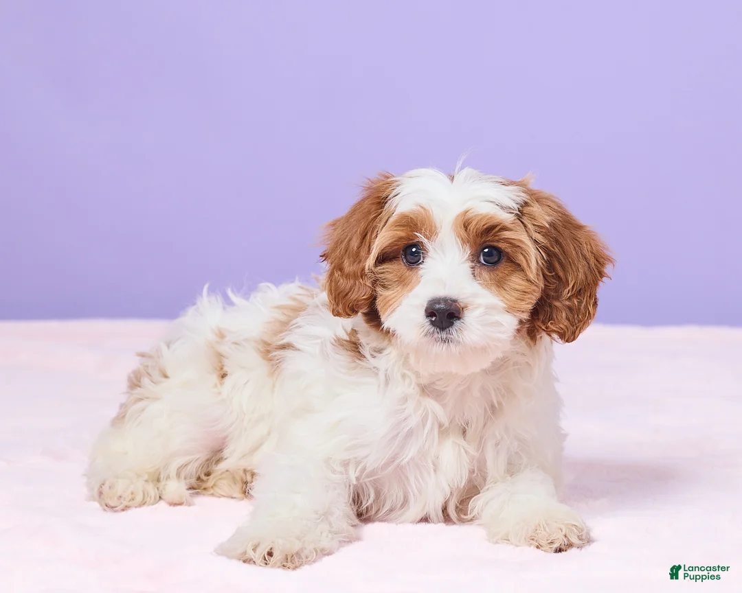 Cavapoo dogs for sale: Clementine - Ad 5
