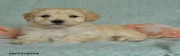 Maltipoo dogs for sale: Max - Ad 4