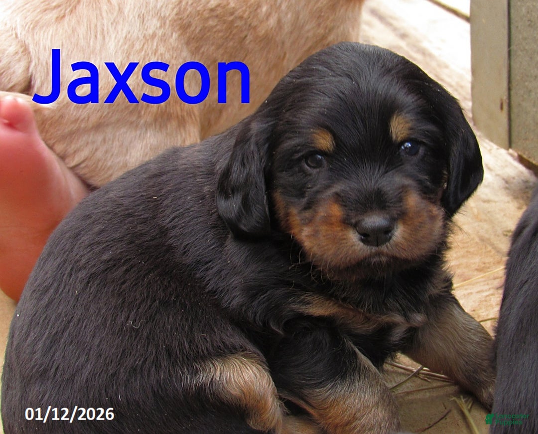 Labradoodle dogs for sale: Jaxson - Ad 1