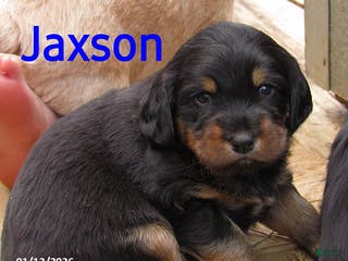 Labradoodle dogs Jaxson - Ad 16