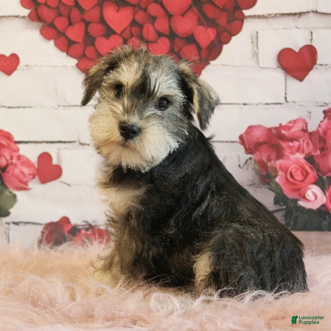 Miniature Schnauzer dogs for sale: Titus - Ad 1