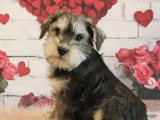 Miniature Schnauzer dogs Titus - Ad 13