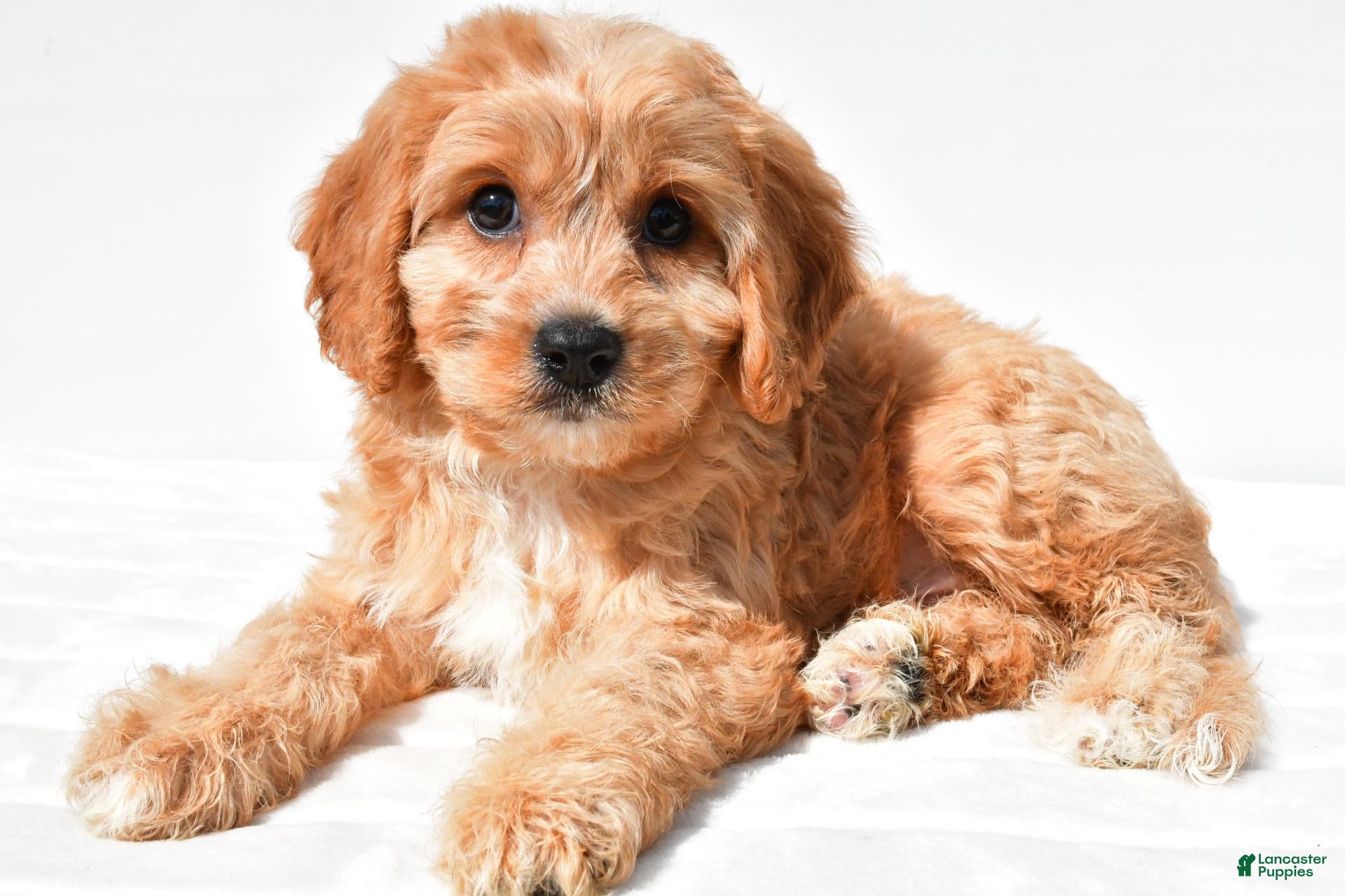 Leo (Cavachon, Male) in Millersburg, OH