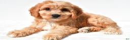 Cavachon dogs for sale: Leo - Ad 1