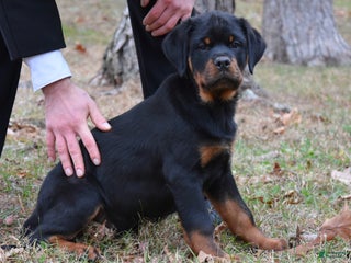 Rottweiler dogs Thor - Ad 35