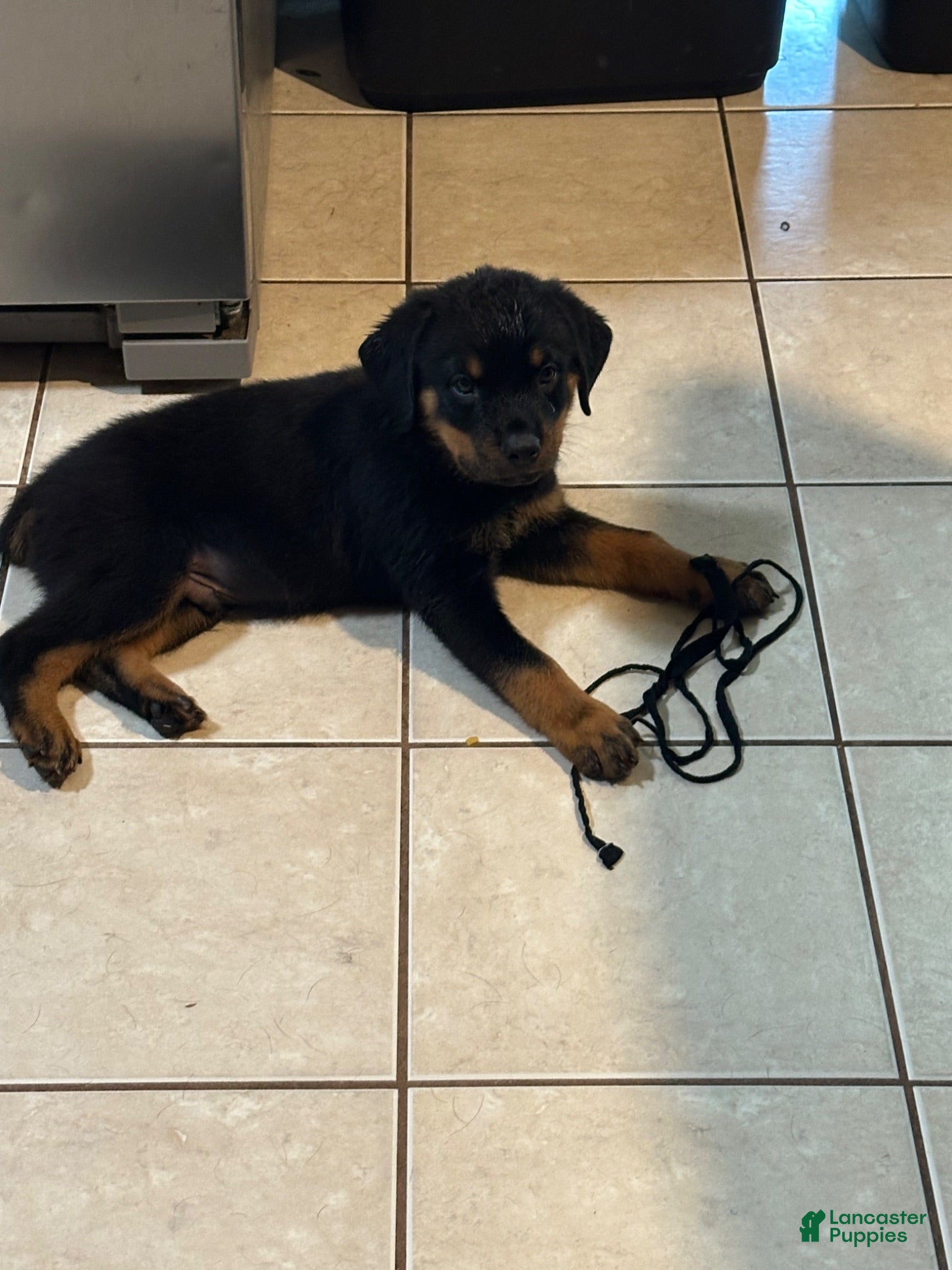 Rottweiler dogs Rottweiler Puppy 5 - Ad 2