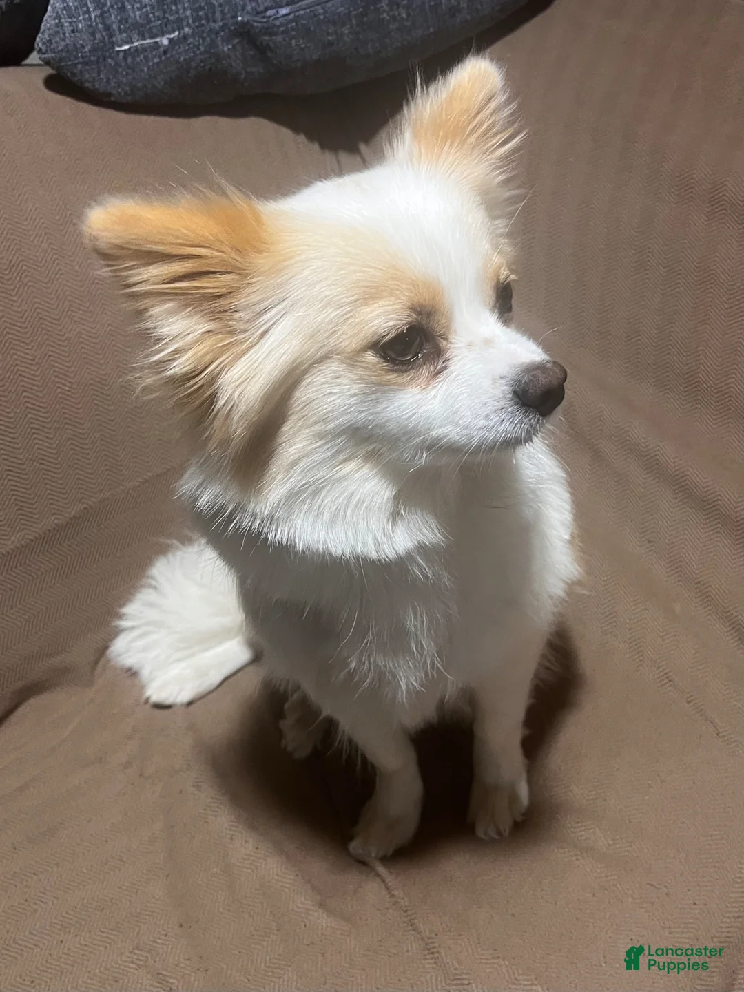 Pomeranian dogs for sale: Pomeranian Puppy 2 - Ad 9