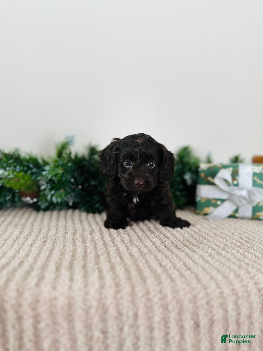 Mixed Breed dogs for sale: Rudolph - Ad 9