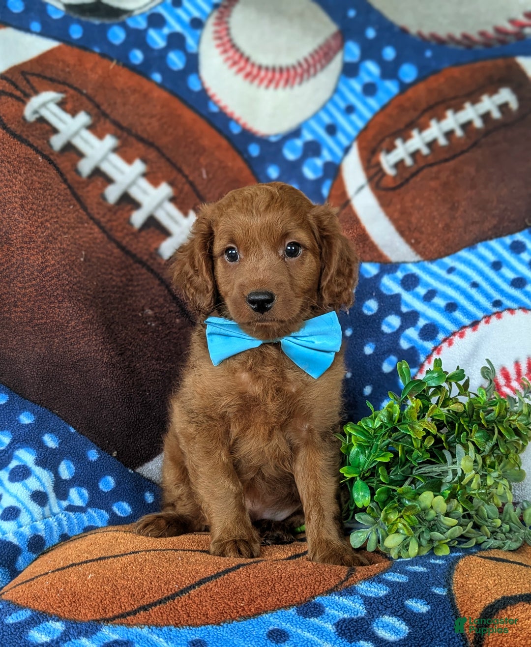 Cavapoo dogs for sale: Ozzie - Ad 8