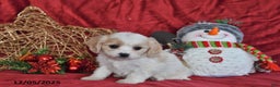 Cavachon dogs for sale: Santa   - Ad 4