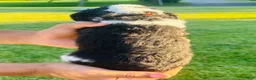 Sheepadoodle dogs for sale: Oreo - Ad 3