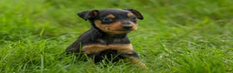 Miniature Pinscher dogs for sale: ALEX - Ad 7