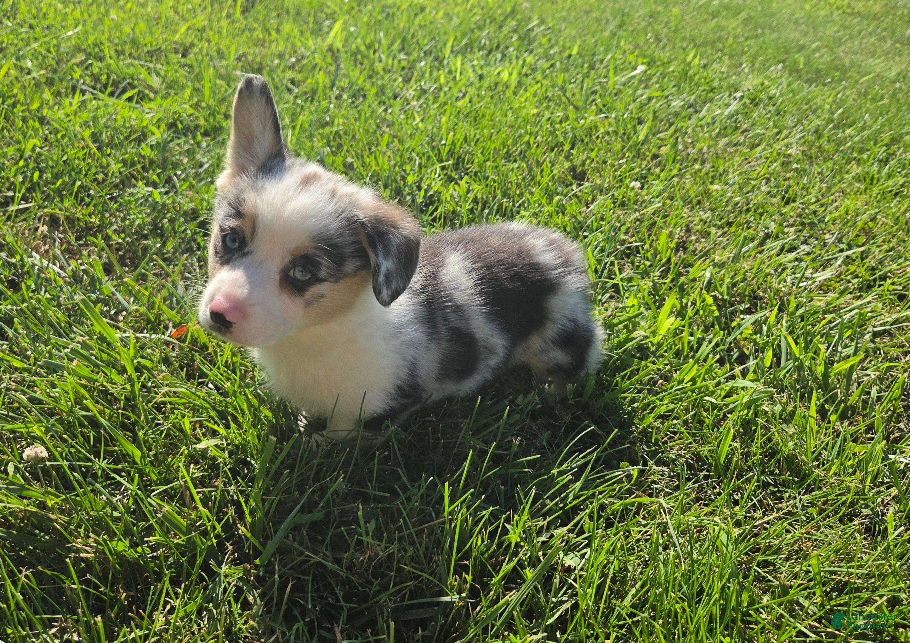 Mixed Breed dogs Buster - Ad 1