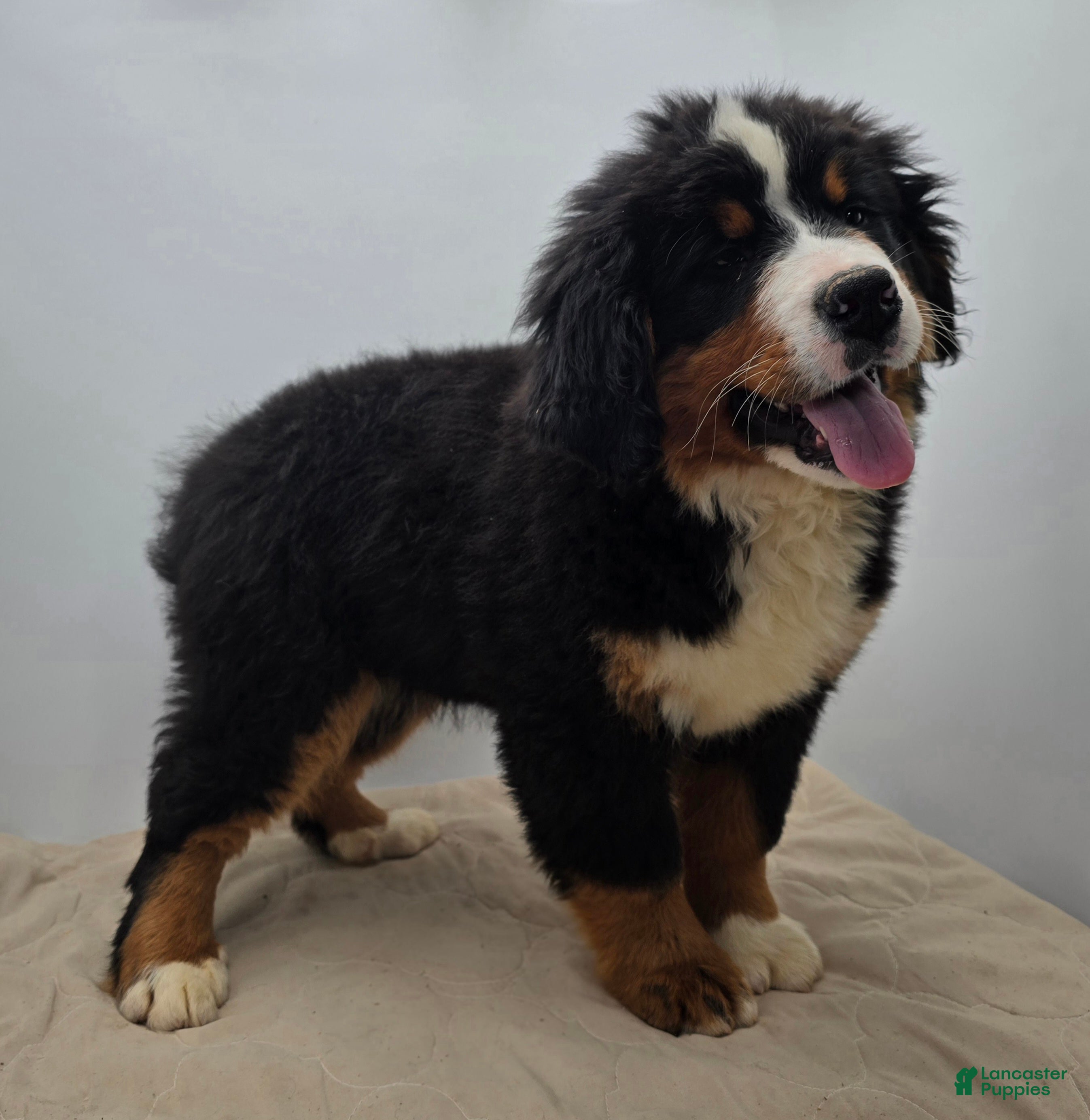 Bernese Mountain Dog dogs Bear - Ad 2