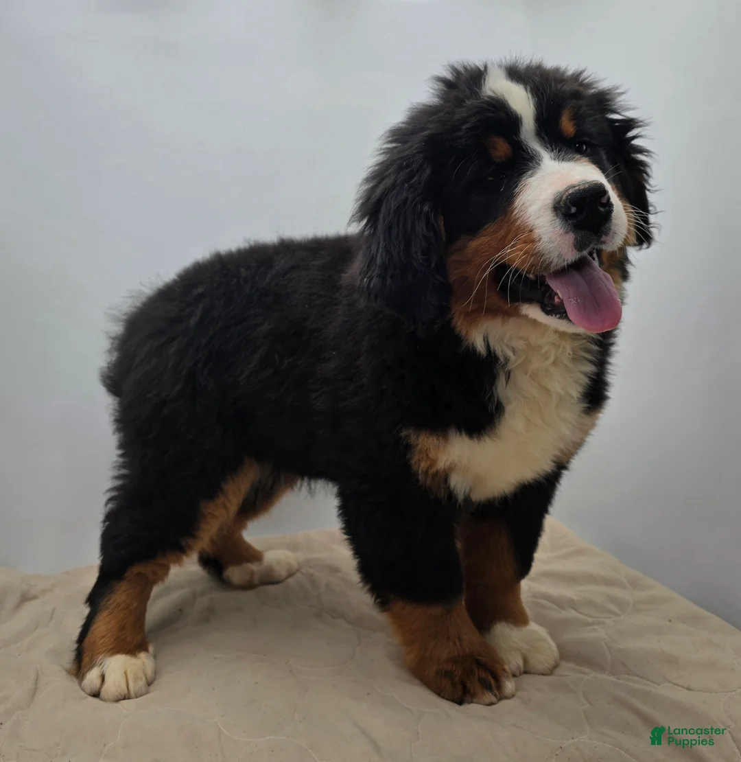 Bernese Mountain Dog dogs for sale: Bear - Ad 2