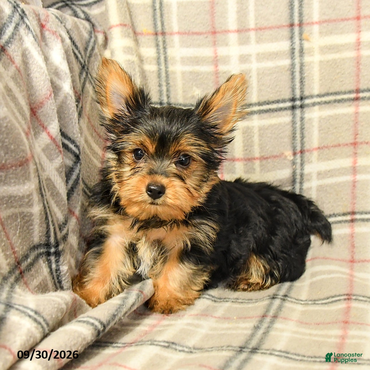 Yorkshire Terrier dogs Nora - Ad 2