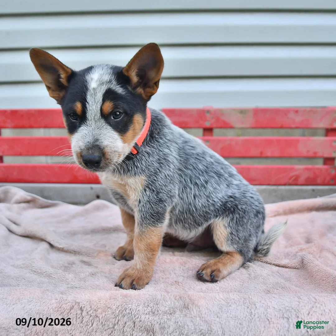 Australian Cattle Dog dogs for sale: Rex - Ad 3