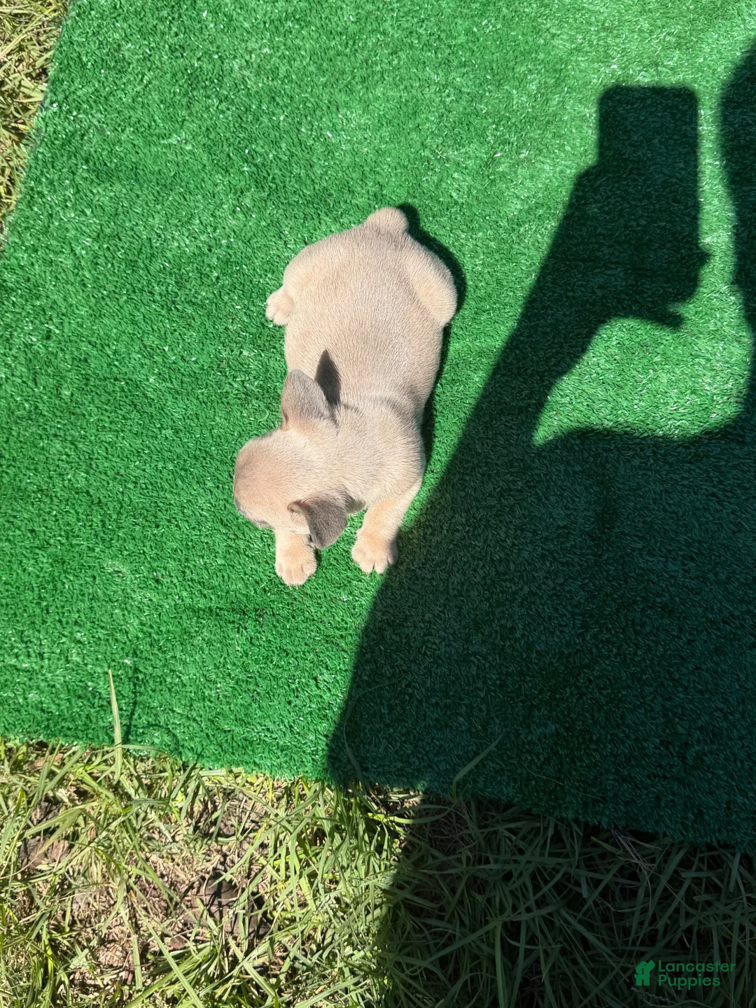 French Bulldog dogs for sale: Big guys  - Ad 2