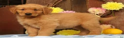 Golden Retriever dogs for sale: Hudson - Ad 6
