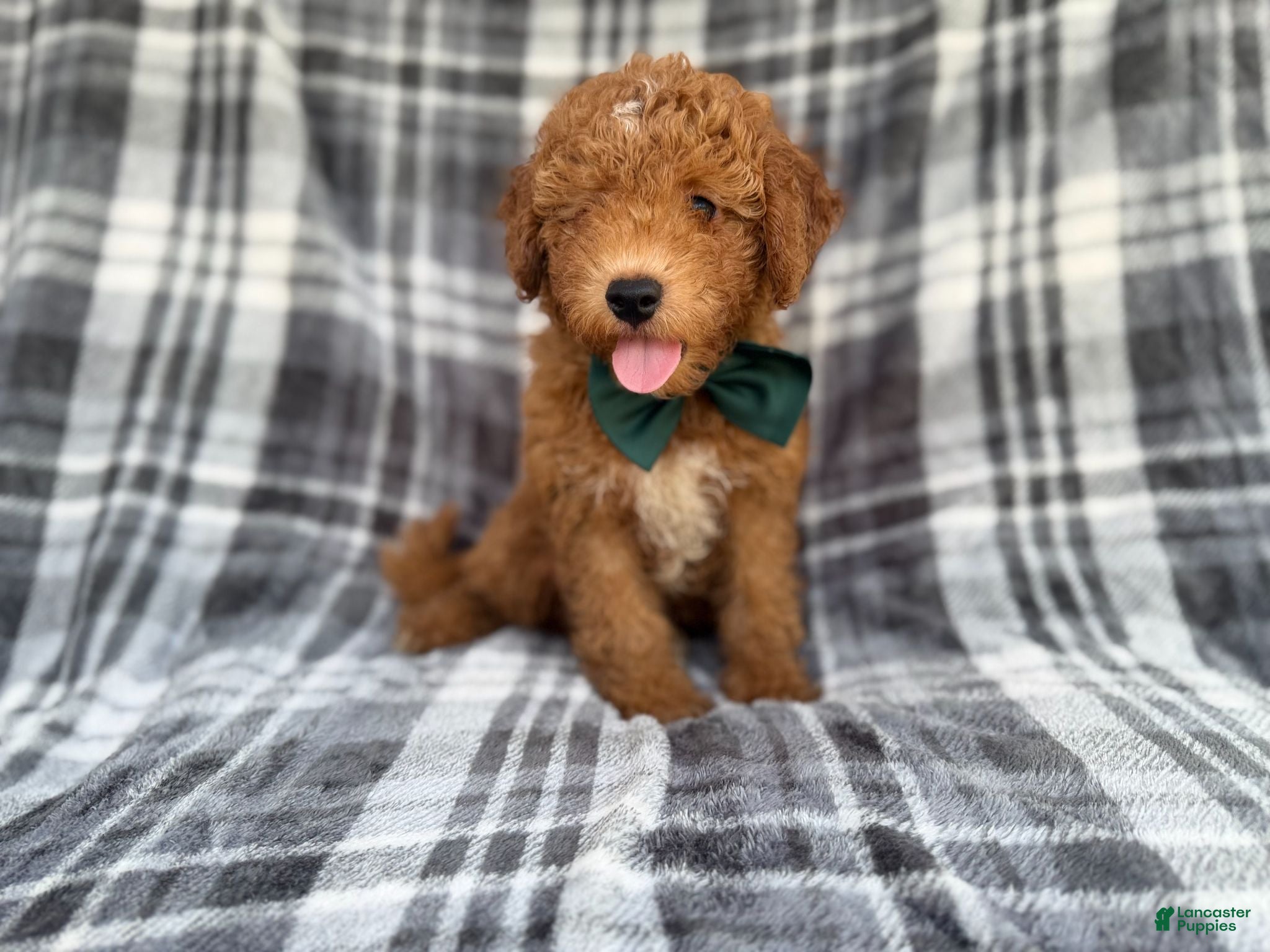 Mini Aussiedoodle dogs Ozzy - Ad 3