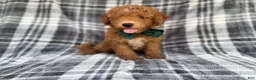 Mini Aussiedoodle dogs for sale: Ozzy - Ad 1