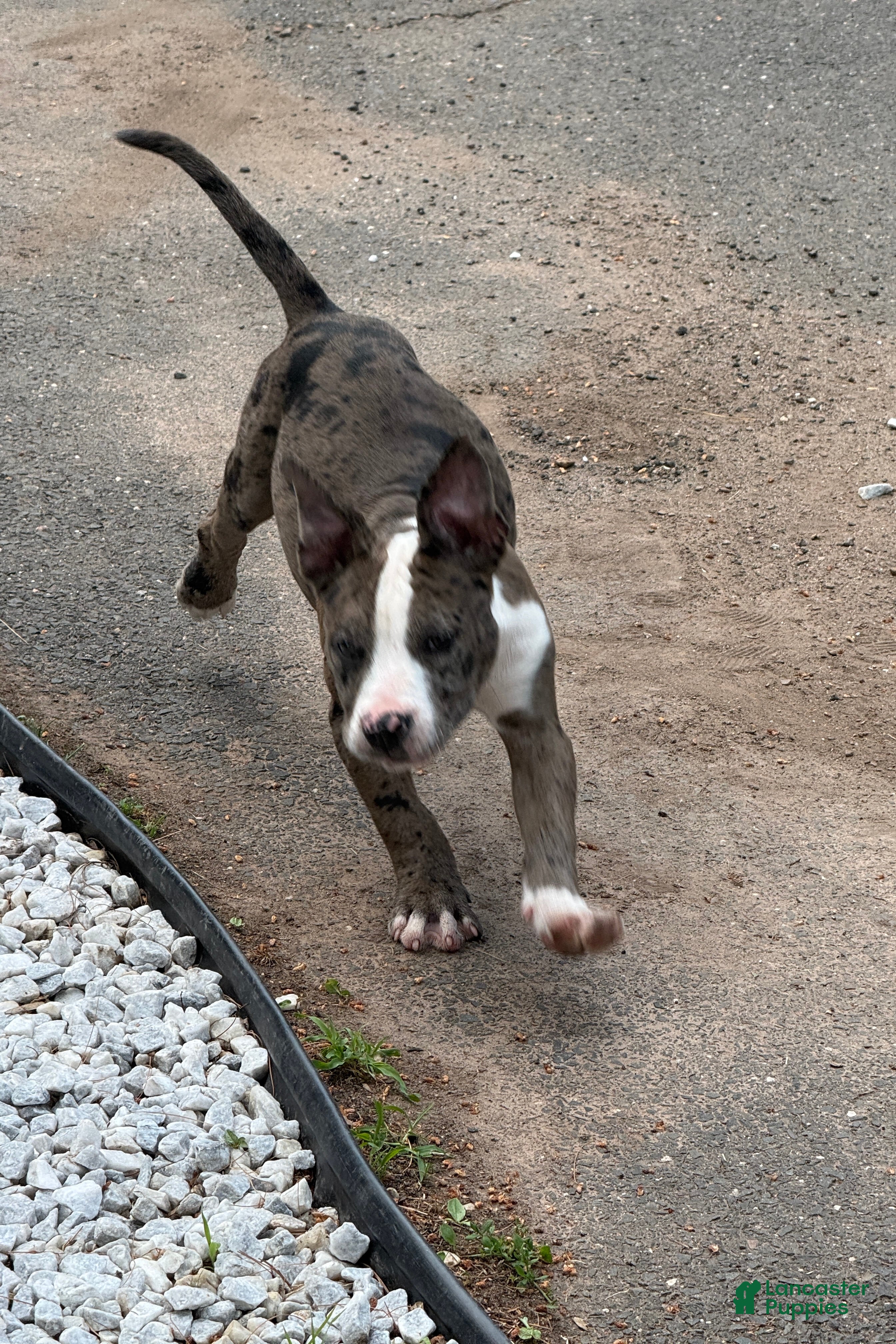 American Bully dogs Pearl - Ad 2