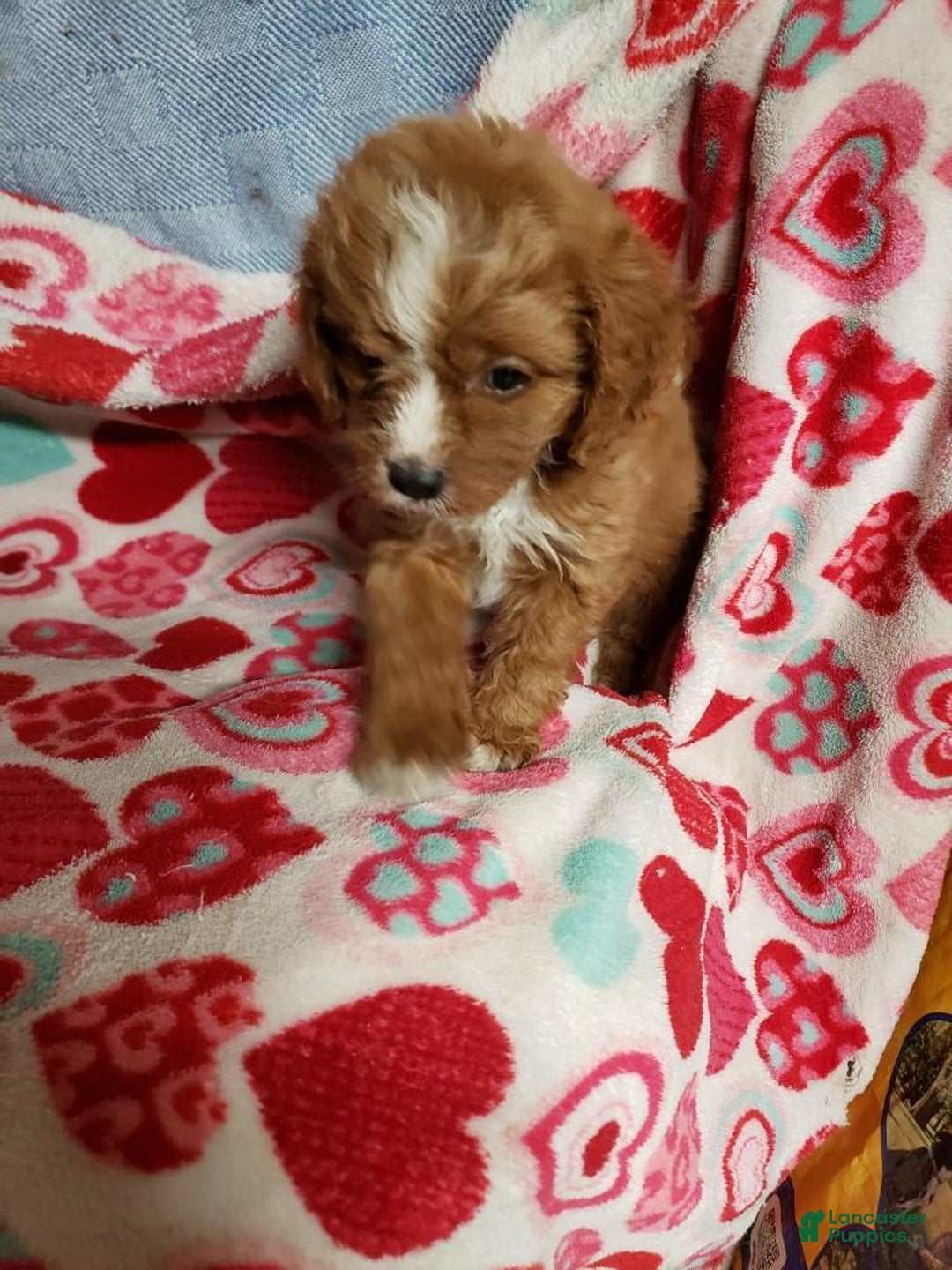 Cavapoo dogs for sale: Cavapoo Puppy 1 - Ad 1