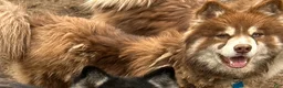 Pomsky dogs for sale: Bear - Ad 2