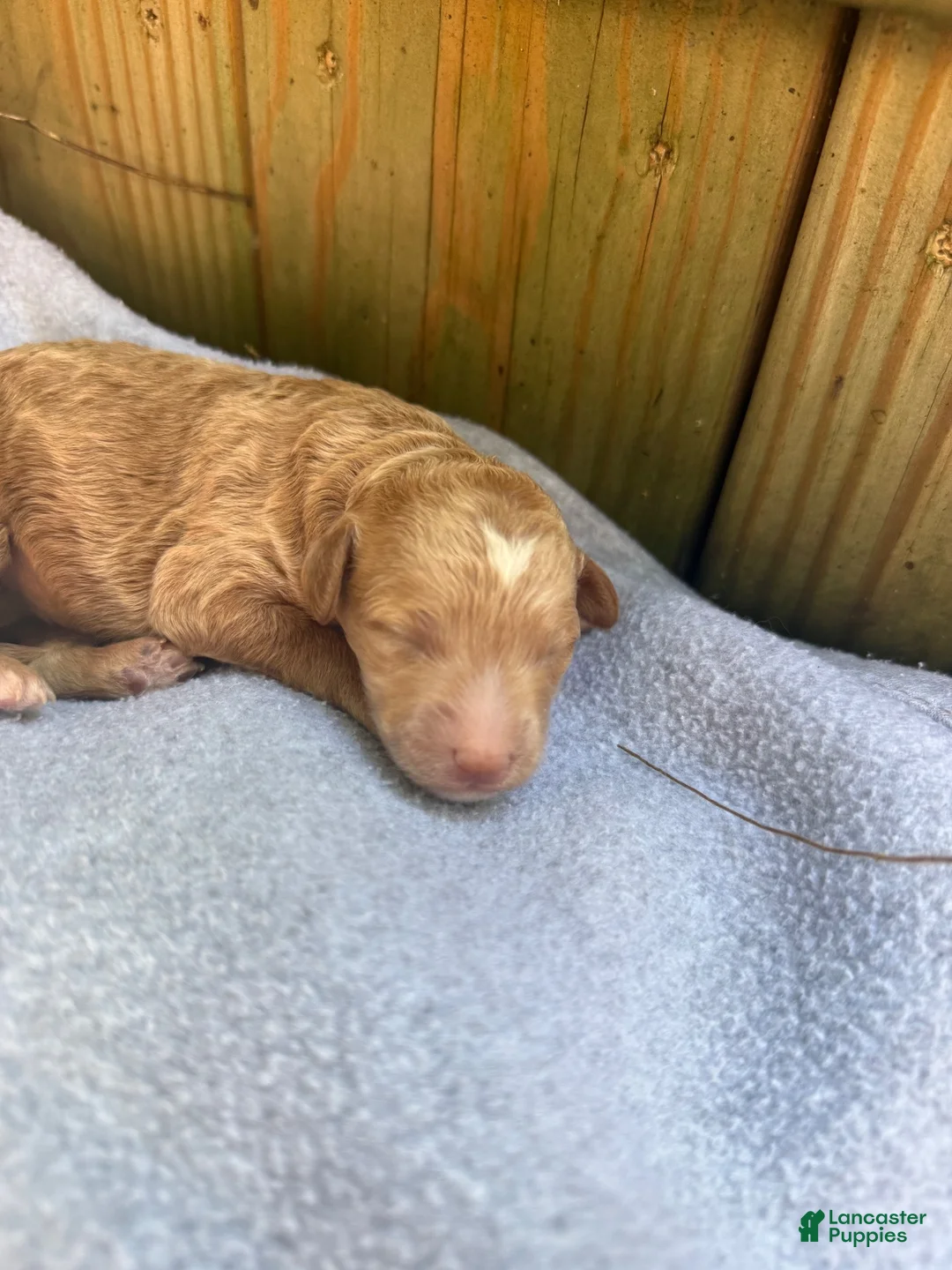 Bichpoo dogs for sale: Sunny - Ad 1