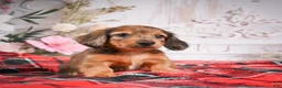 Miniature Dachshund dogs for sale: AKC-Edison - Ad 9