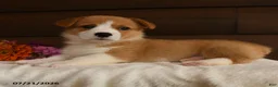 Welsh Corgi Pembroke dogs for sale: Sweetie - Ad 2