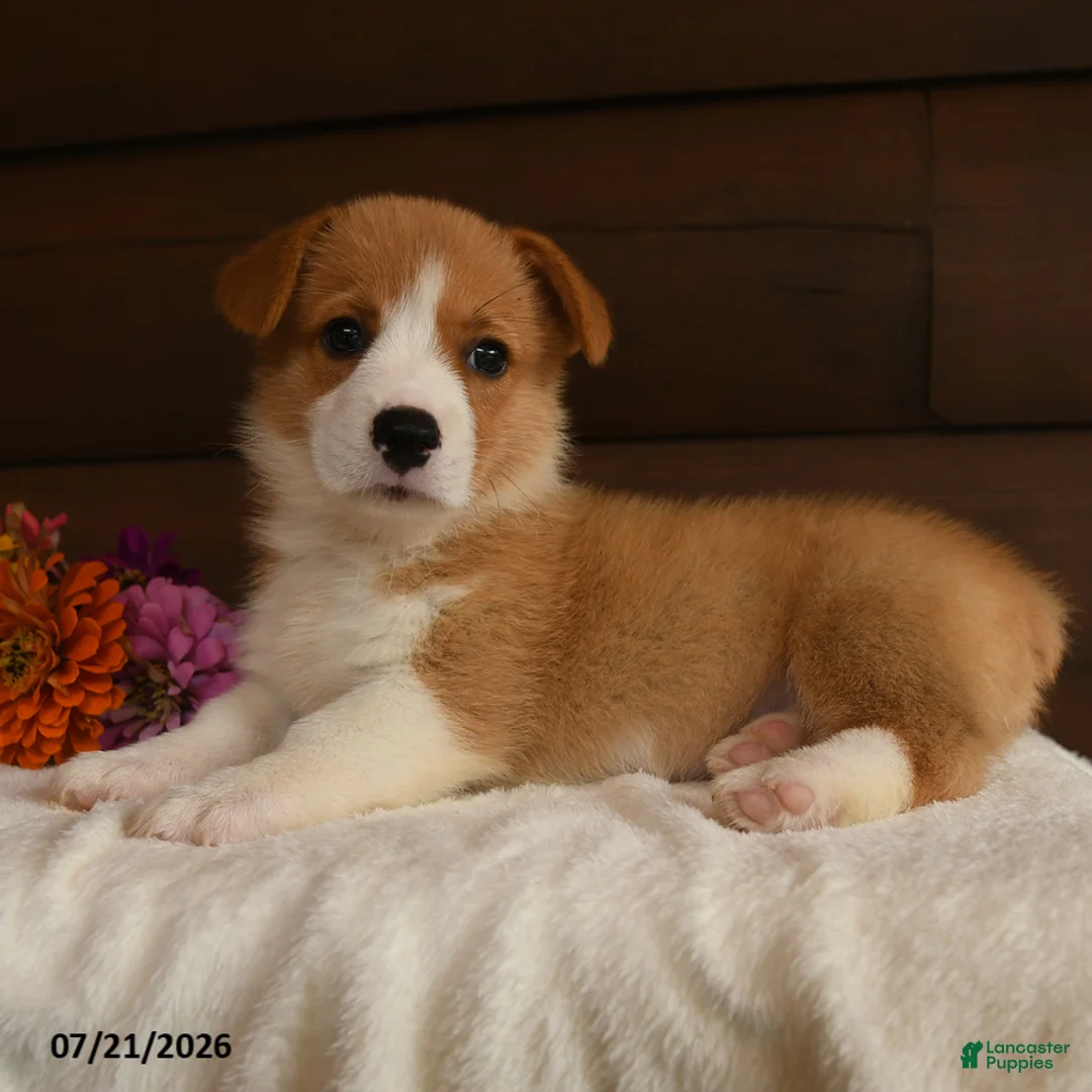 Welsh Corgi Pembroke dogs for sale: Sweetie - Ad 2