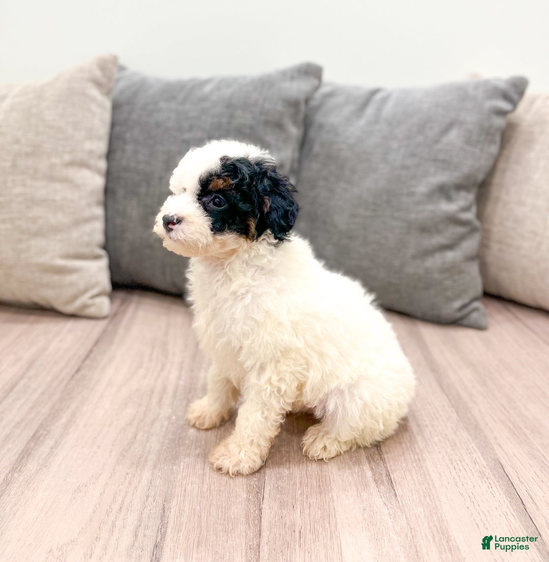 Miniature Poodle dogs for sale: Oreo - Ad 3