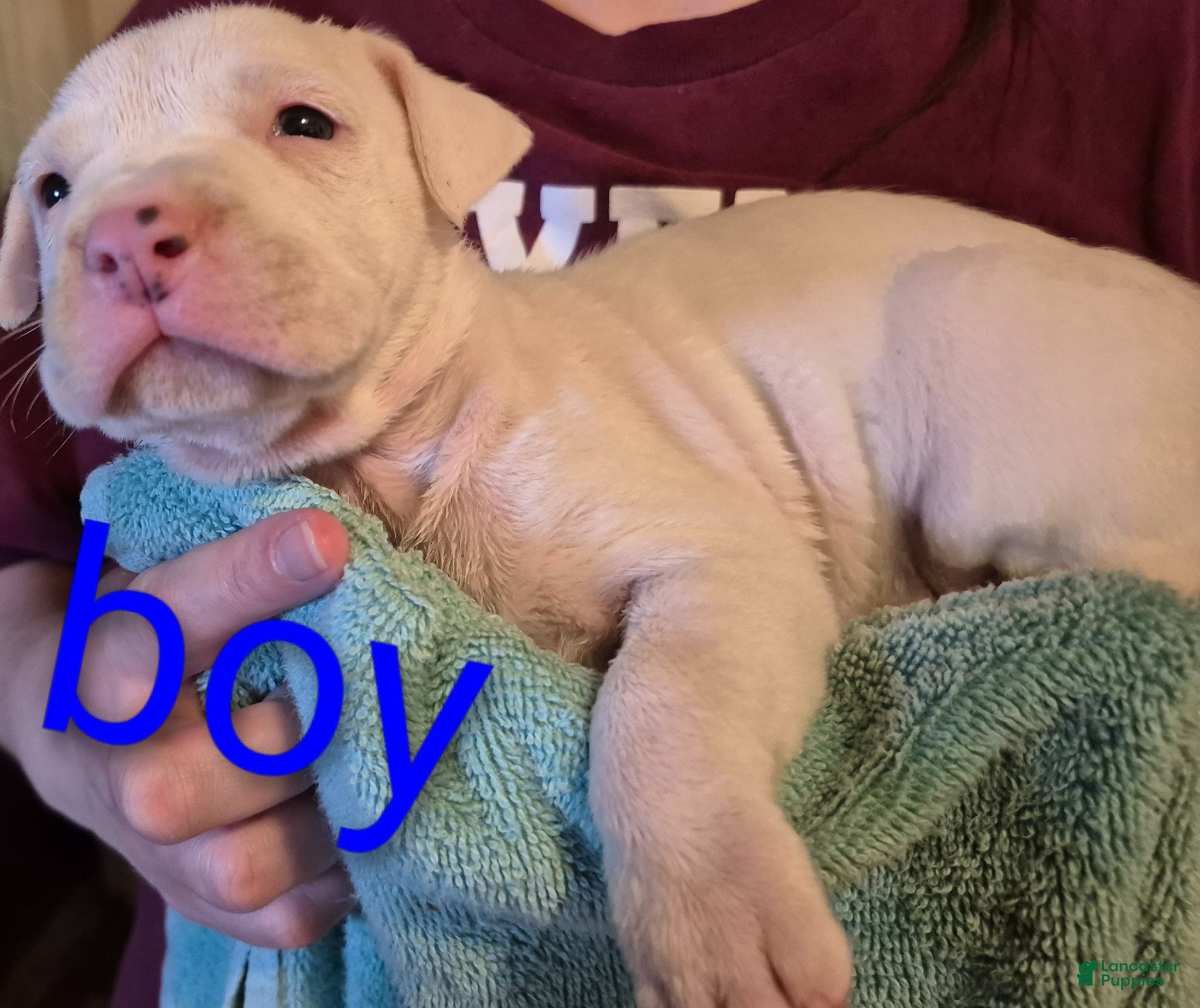 American Pit Bull Terrier dogs American Pit Bull Terrier Puppy 7 - Ad 4