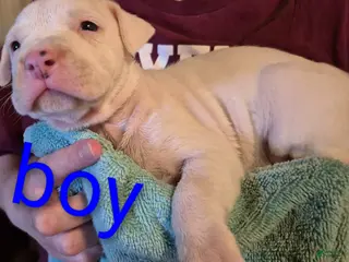 American Pit Bull Terrier dogs American Pit Bull Terrier Puppy 7 - Ad 32