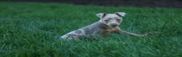 Miniature Pinscher dogs for sale: MOLLY - Ad 10