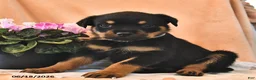 Rottweiler dogs for sale: Bella    - Ad 3