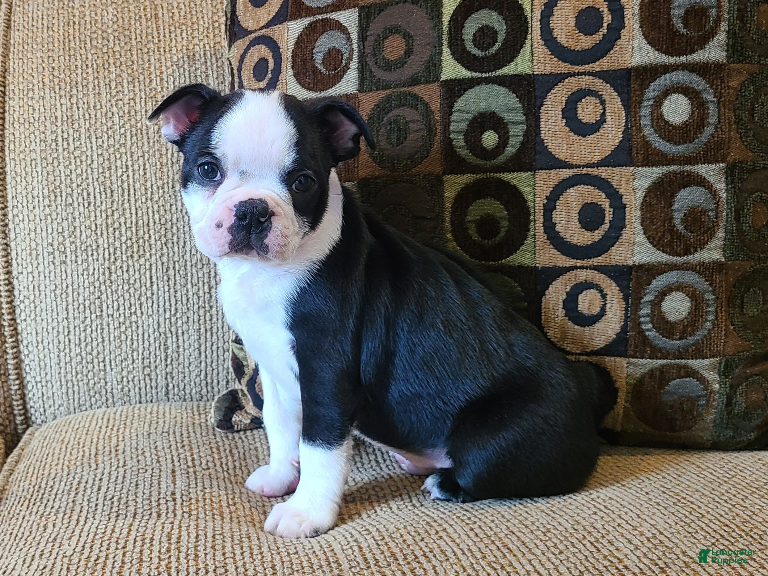 Boston Terrier dogs Hardy - Ad 16