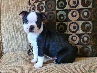 Boston Terrier dogs Hardy - Ad 16