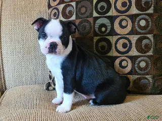 Boston Terrier dogs Hardy - Ad 7